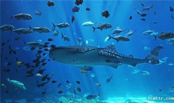 海洋科普体验展馆设计，哪些海洋馆值得去？