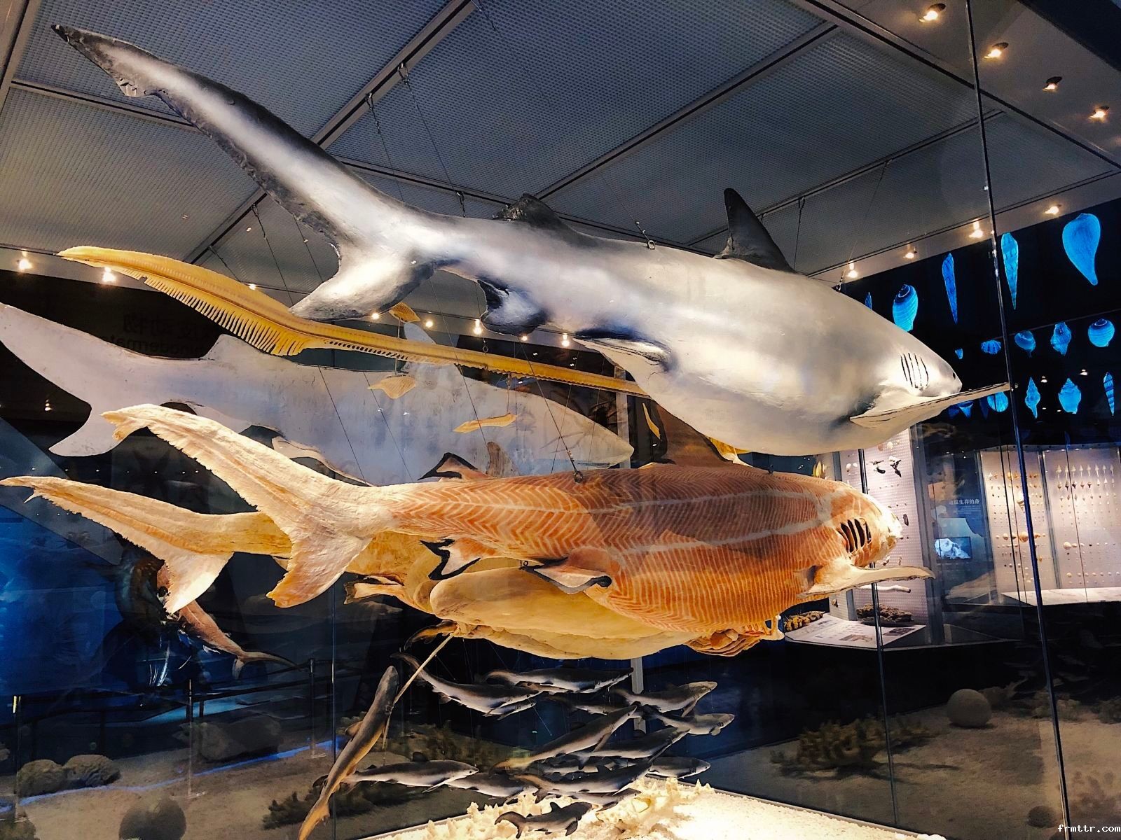 国内值得一去的博物馆，天津国家海洋博物馆