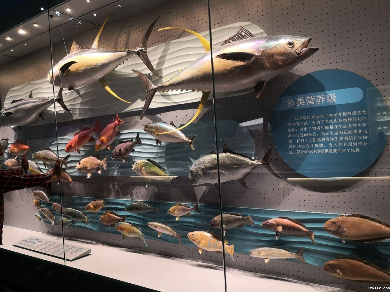 国内值得一去的博物馆，天津国家海洋博物馆